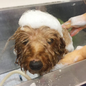 シャンプートイプー