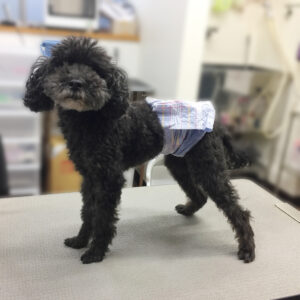 よろしくトイプー