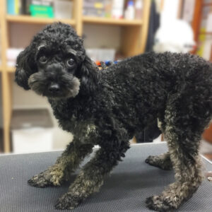 よろしくトイプー