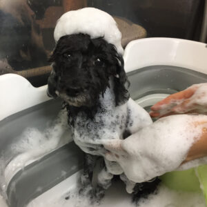 シャンプートイプー