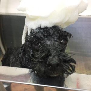 シャンプートイプー