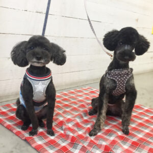 仕上がりトイプー