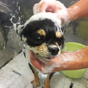 シャンプーチワワ