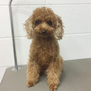 よろしくトイプー