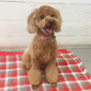 仕上がりトイプー