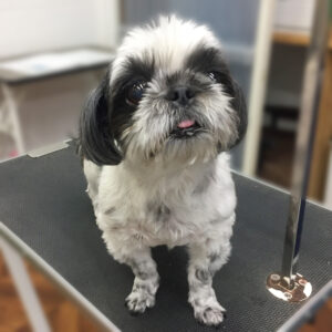 よろしくシーズー