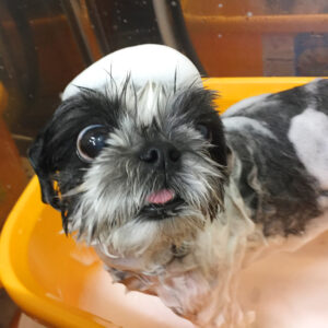 シャンプーシーズー