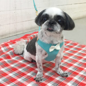 仕上がりシーズー