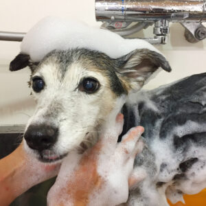 シャンプーミックス