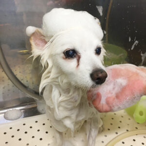 シャンプーミックス