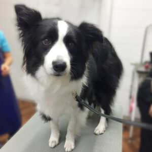 よろしくボーダーコリー
