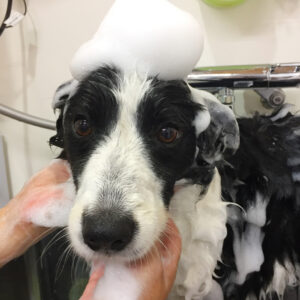 シャンプーボーダーコリー