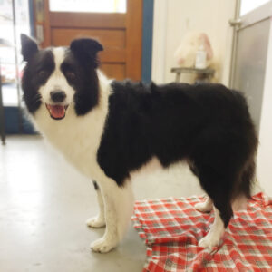 仕上がりボーダーコリー