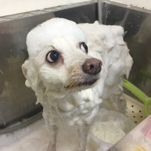 シャンプースピッツ