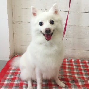 仕上がりスピッツ