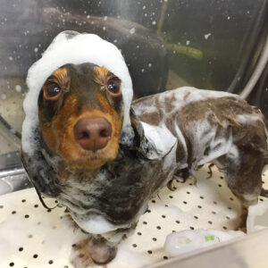 シャンプーダックス