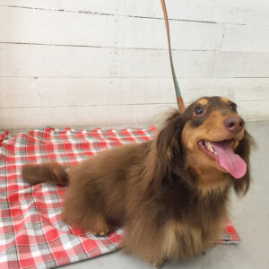 仕上がりダックス