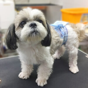 よろしくシーズー