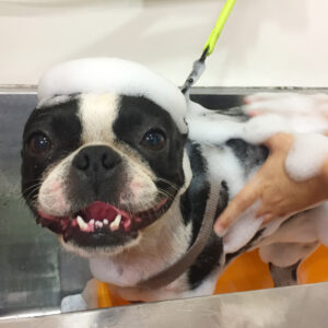 シャンプーボストン