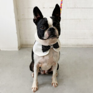 仕上がりボストン