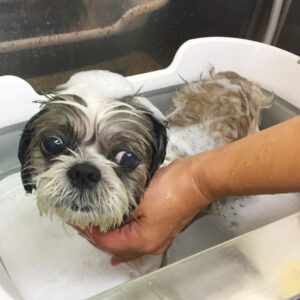 シャンプーシーズー