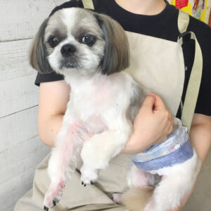 仕上がりシーズー