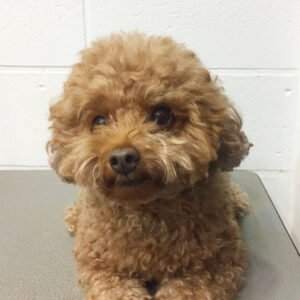 よろしくトイプー