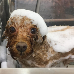 シャンプートイプー