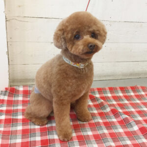 仕上がりトイプー