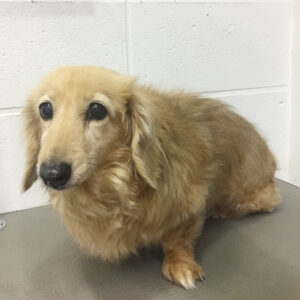 よろしくダックス