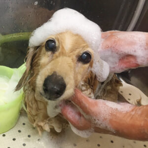 シャンプーダックス