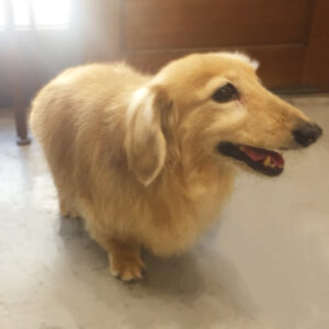 仕上がりダックス