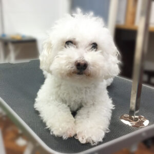 よろしくトイプー