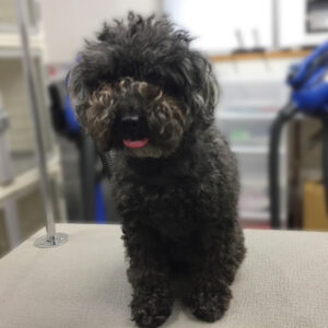 よろしくトイプー