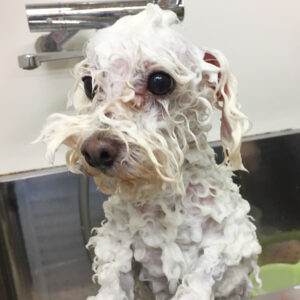 シャンプートイプー