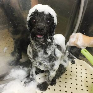 シャンプートイプー