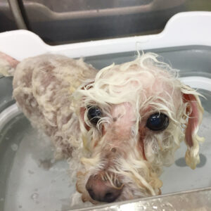 お風呂トイプー