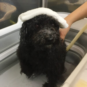 お風呂トイプー