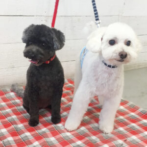 仕上がりトイプー