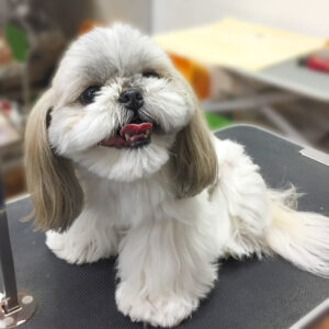 よろしくシーズー