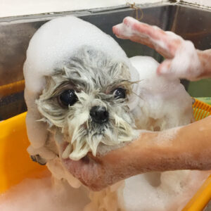 シャンプーシーズー