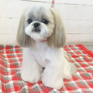 仕上がりシーズー