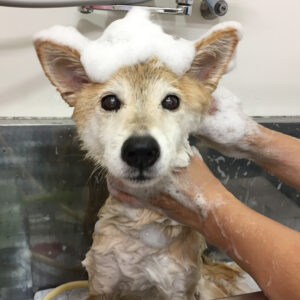 りーちゃんシャンプー中