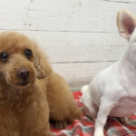 まおちゃんまこちゃんアイキャッチ