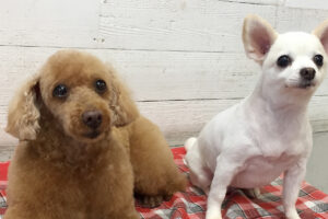 まおちゃんまこちゃんアイキャッチ