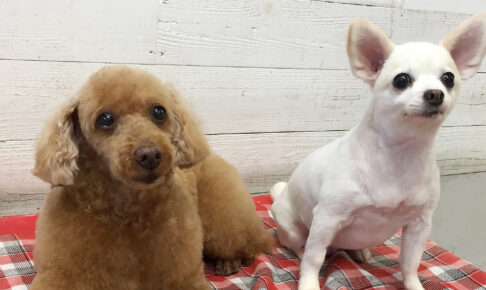 まおちゃんまこちゃんアイキャッチ