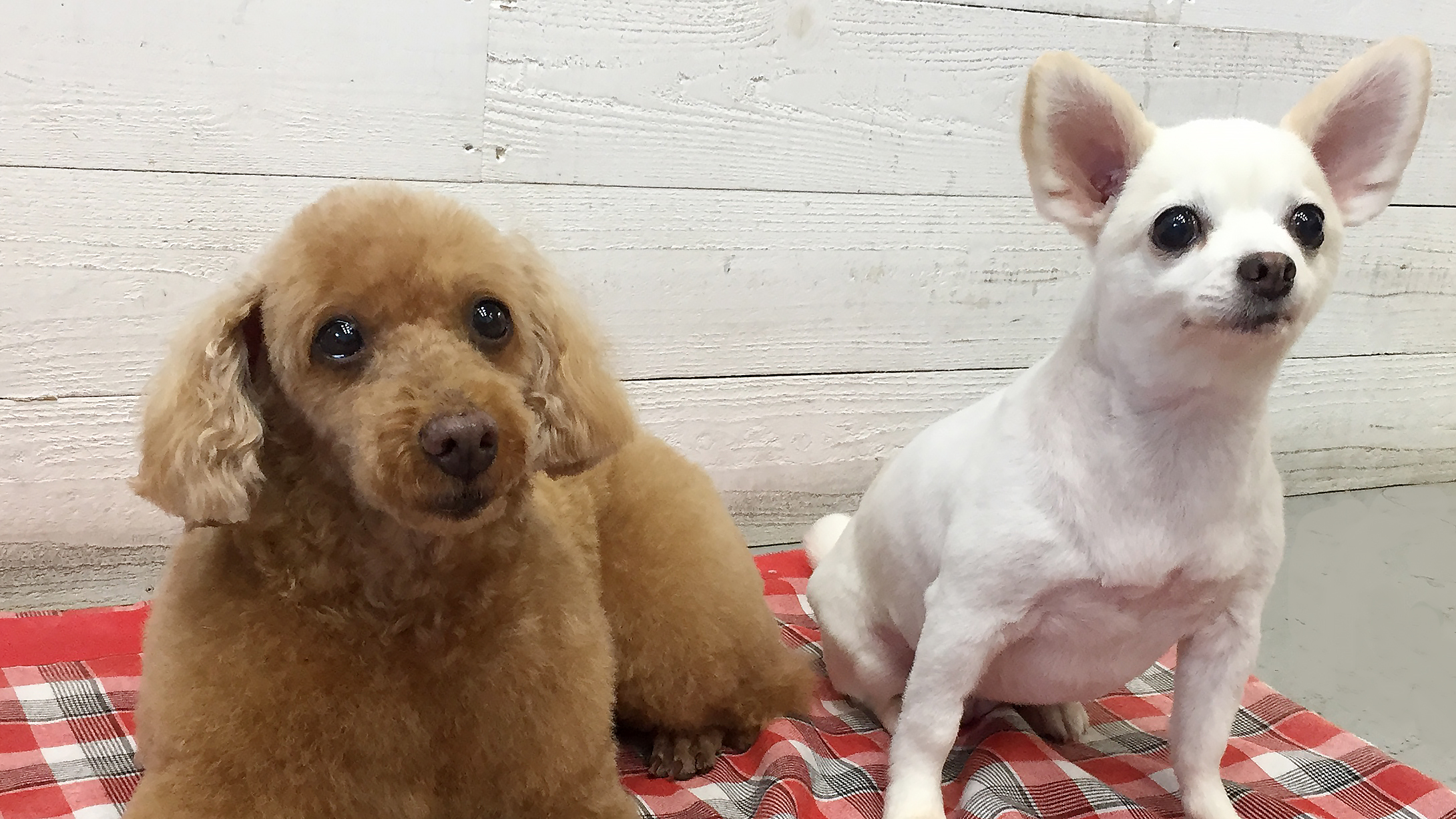 まおちゃんまこちゃんアイキャッチ