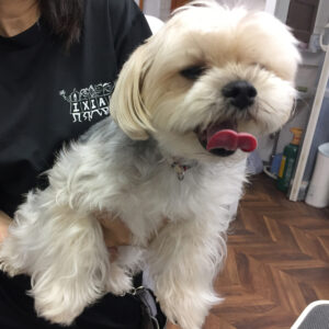 パフちゃんカット前