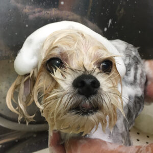 パフちゃんシャンプー中