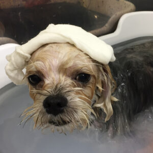 パフちゃんスパ中